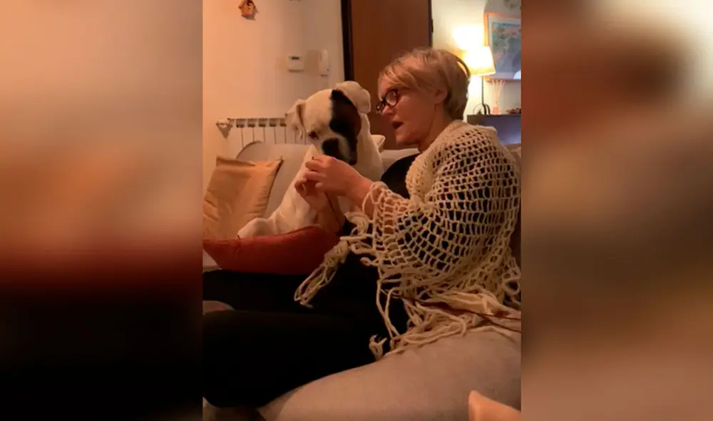 Desliza las imágenes para ver la curiosa acción de un perro cuando escuchó atento las indicaciones de su dueña. Foto: captura de TikTok