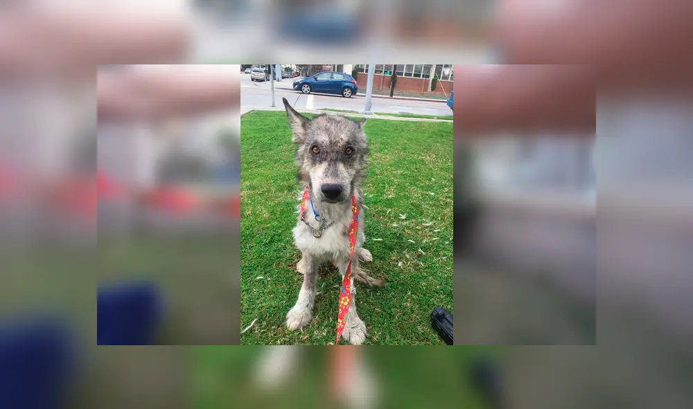 Desliza para ver las fotos de este perro que enamoró a todos en Facebook. Foto: Captura. Desliza para ver las fotos de este perro que enamoró a todos en Facebook. Foto: Captura.