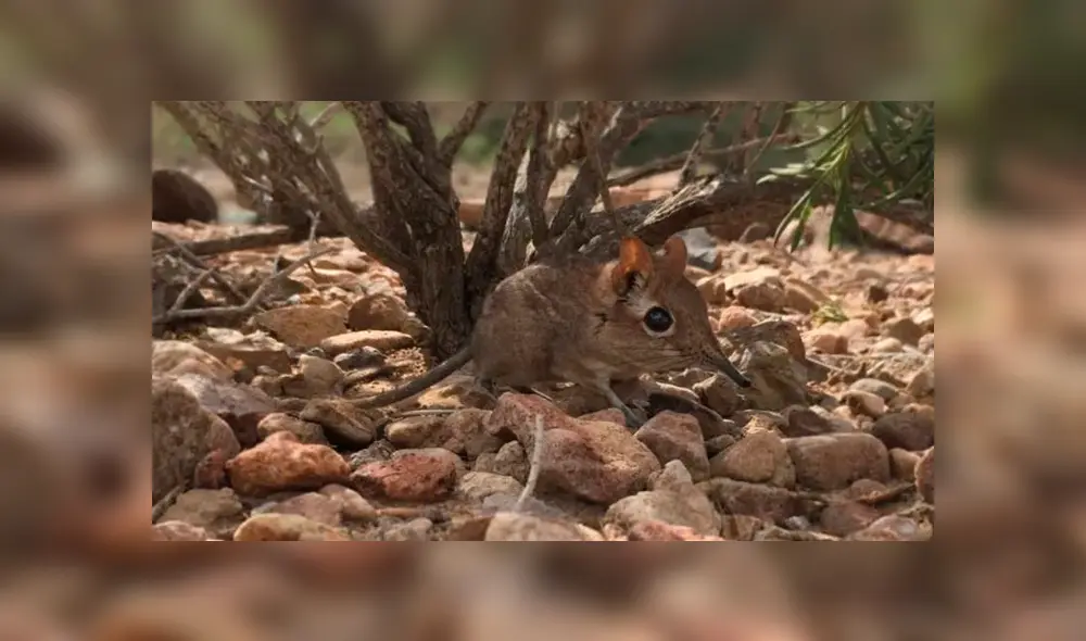 Científicos localizaron a un diminuto mamífero que habita en el este de África llamado sengi somalí o musaraña elefante. Foto: Captura Científicos localizaron a un diminuto mamífero que habita en el este de África llamado sengi somalí o musaraña elefante. Foto: Captura