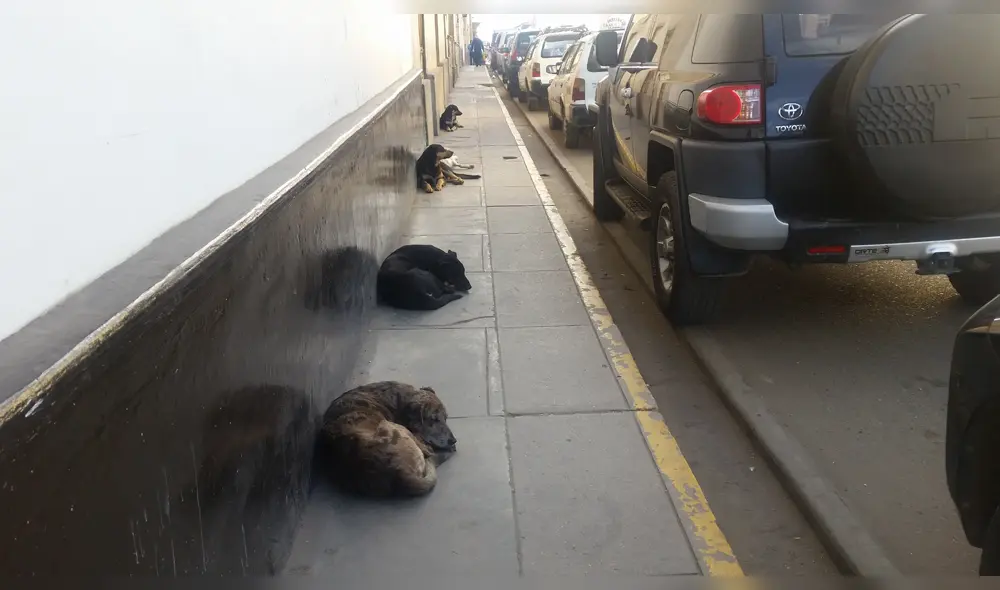 Universitarios trabajaran para mejorar condiciones de perros callejeros. Universitarios trabajaran para mejorar condiciones de perros callejeros.