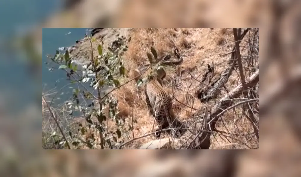 Feroz leopardo acecha a pitón gigante, la ataca por el cuello y sucede lo inesperado [VIDEO] 