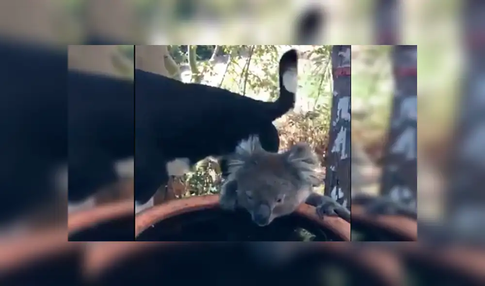 Captan conmovedor momento en el que perro y koala comparten agua durante sequía [VIDEO]