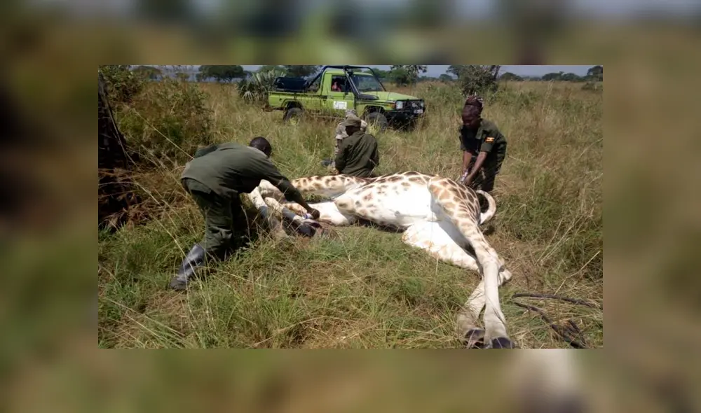 Leona cayó en trampa metálica y su tórax se partió en dos dejándola al borde de la muerte [FOTOS]