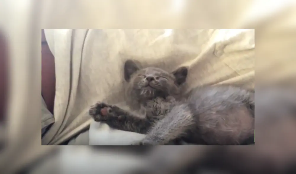 Es viral en Facebook. Hombre compartió el curioso comportamiento del felino cuando siente que ya no lo están acariciando.