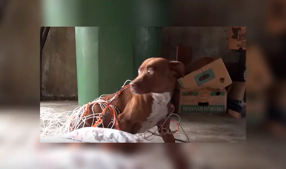 Youtube viral: Perro callejero recibe caricias por primera vez y su reacción conmueve a todos [VIDEO]