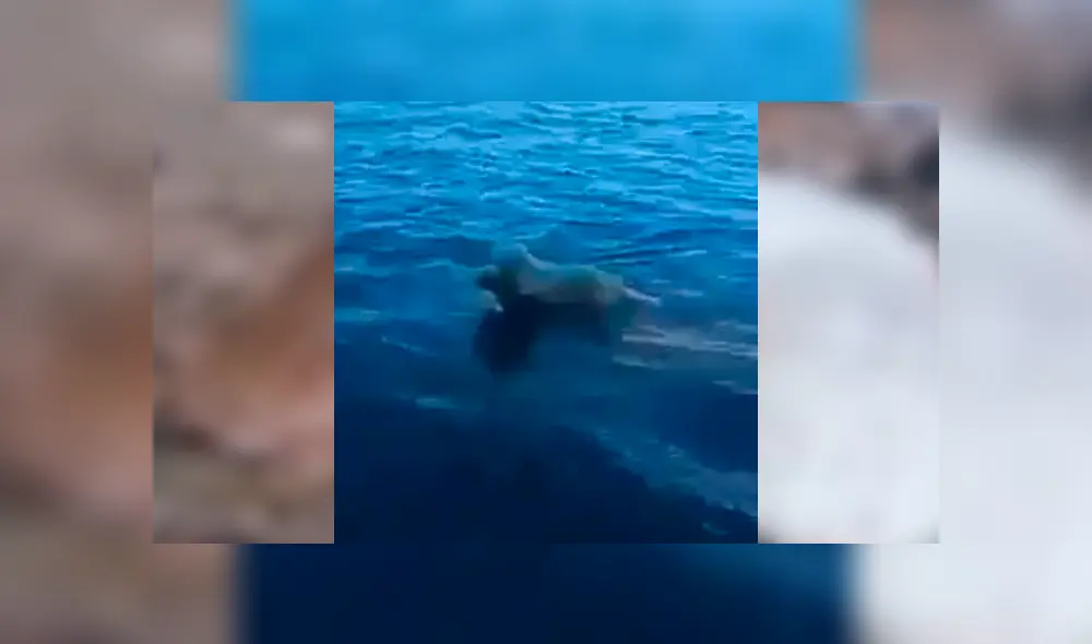 Video es viral en Facebook. El can se ha ganado la admiración de todos con su increíble comportamiento tras sacar del agua a un ciervo moribundo