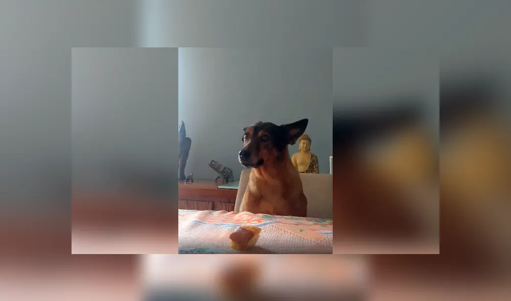 Desliza las imágenes para apreciar el buen comportamiento de un perro al acatar las órdenes de su dueña.