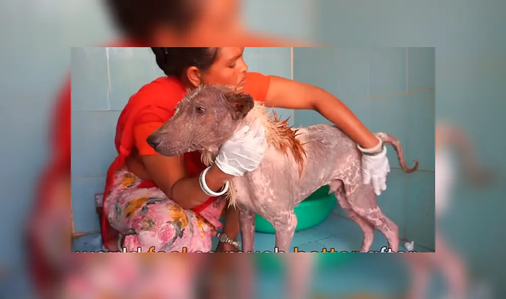 Desliza hacia la izquierda para ver la evolución del perro callejero que fue hallado en deplorables condiciones. El video se volvió viral en YouTube.