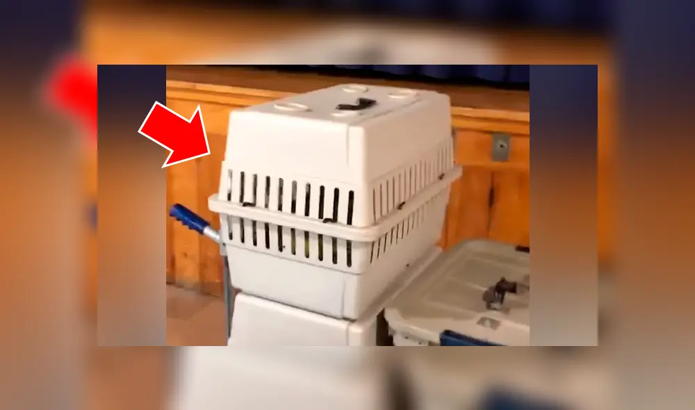 Piensa que bebé fue enjaulado, se acerca y descubre algo totalmente inesperado [VIDEO] 