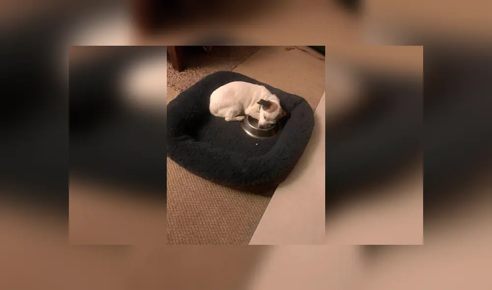 Desliza las imágenes hacia la izquierda para apreciar la tierna acción de un perro al no separarse de su plato. Foto: Animales Queridos.