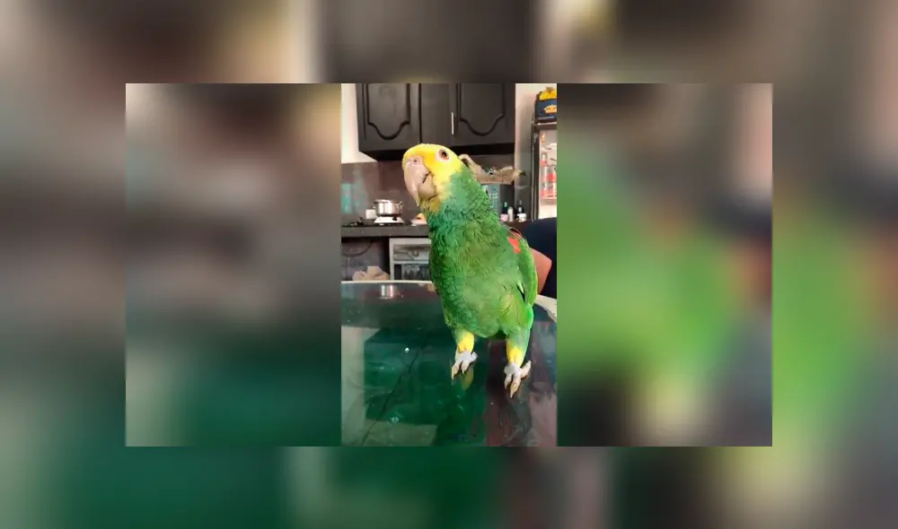 Desliza las imágenes para conocer la increíble habilidad de un loro para hablar y cantar junto a su dueña. Foto: Captura.