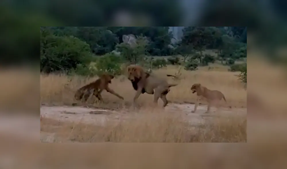 Desliza la imagen de YouTube para verlas todas. Desliza la imagen de YouTube para verlas todas.