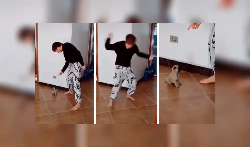 YouTube viral: cachorro causa ternura al imitar movimientos extraños de su dueño [VIDEO]