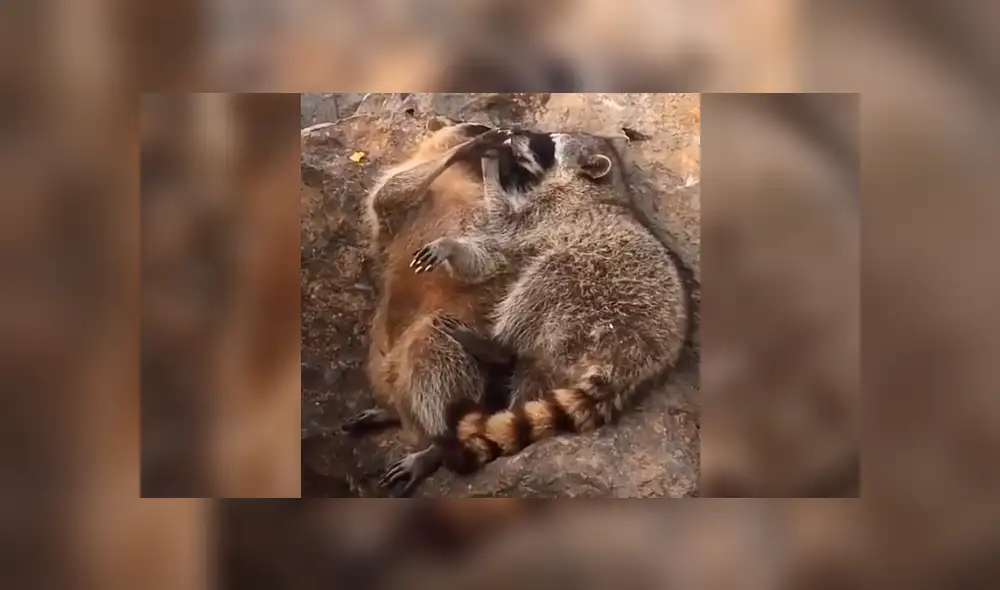 Desliza la imagen de Facebook para ver todas las imágenes. Foto: captura