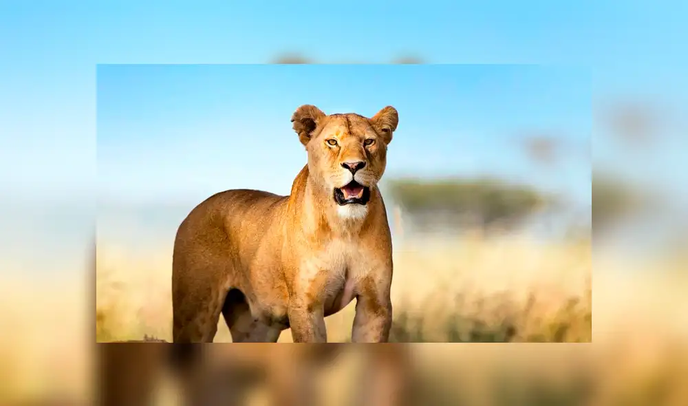 El cuerpo del niño fue hallado en un bosque.