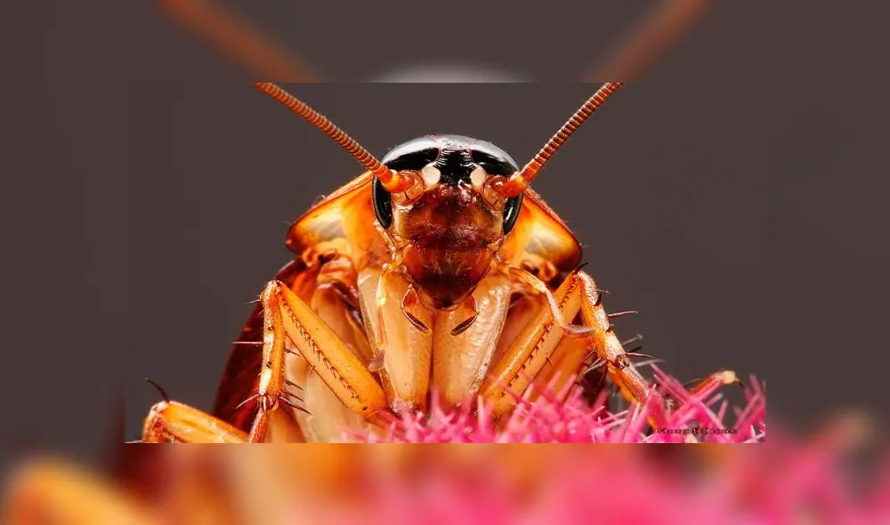 Las cucarachas se vuelven cuatro veces más resistentes tras sobrevivir a insecticidas. Foto: Difusión.