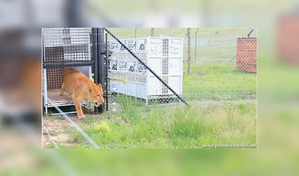 Operación Libertad: rescatan 17 felinos de un circo y los trasladan a reserva natural en Sudáfrica [VIDEO] 