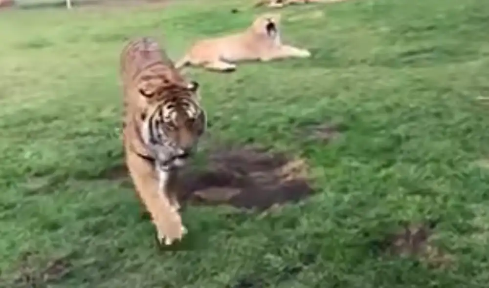 Desliza hacia la izquierda para ver las imágenes del video viral. Foto: Captura de Facebook.