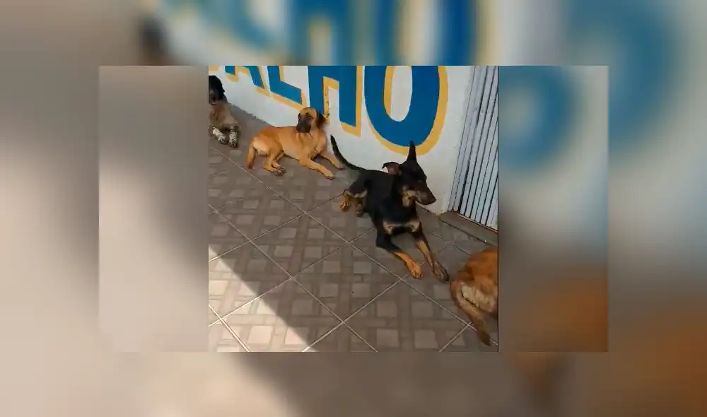 Facebook viral: la disciplina de estos perros callejeros para hacer cola y recibir su comida sorprende en redes Facebook viral: la disciplina de estos perros callejeros para hacer cola y recibir su comida sorprende en redes