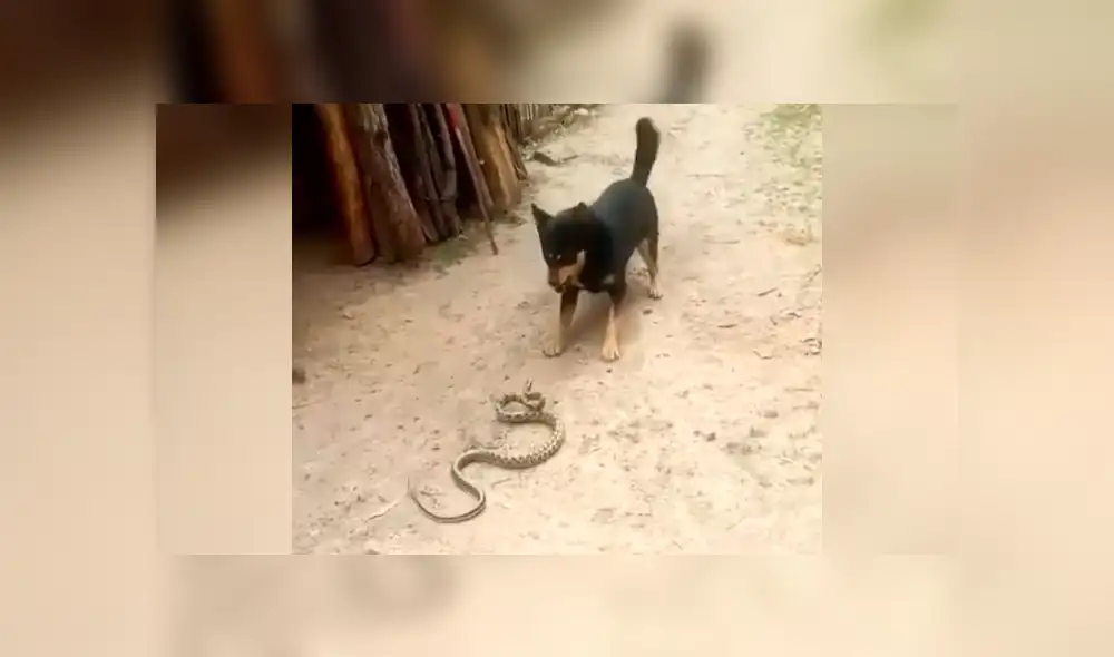 YouTube viral: Perro encuentra a peligrosa serpiente asesina y hace esto para salvar la vida de su amo 