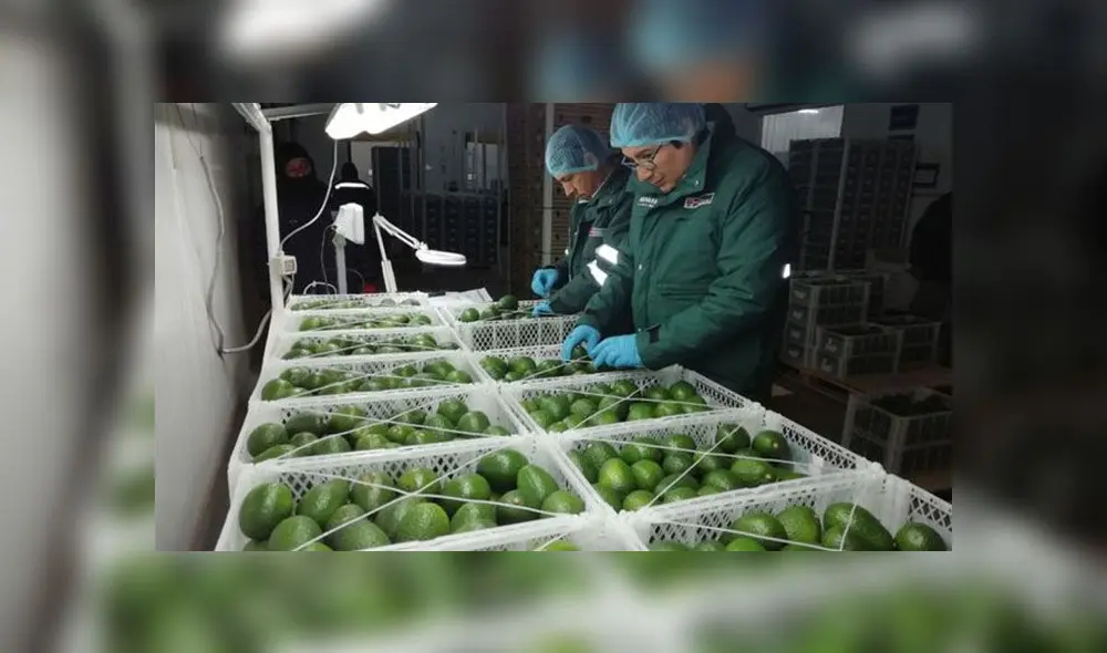 En marzo y abril es el periodo de mayor demanda de palta desde el exterior. En marzo y abril es el periodo de mayor demanda de palta desde el exterior.