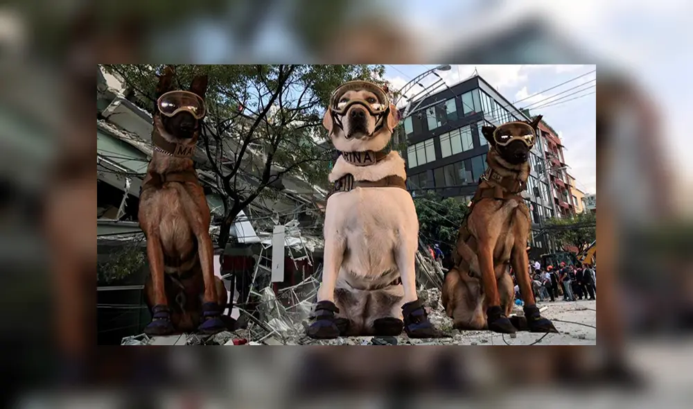 Después de diez años de servicio, la labradora Frida se jubila en medio de honores. Foto: Difusión Después de diez años de servicio, la labradora Frida se jubila en medio de honores. Foto: Difusión