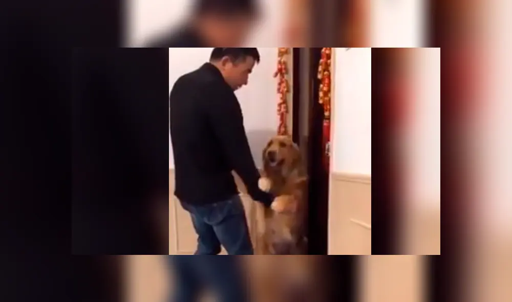 Facebook viral: perrita sufre y ruega a su dueño que no le quite a sus crías [VIDEO]  