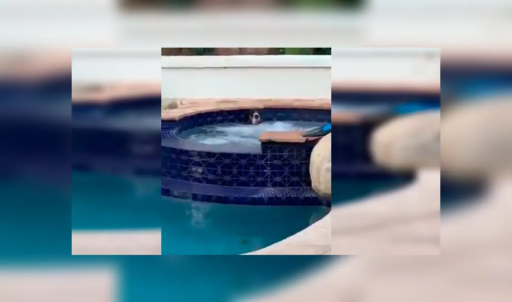 En Facebook, una familia estaba aterrada al percatarse de la presencia de un animal en su piscina.
