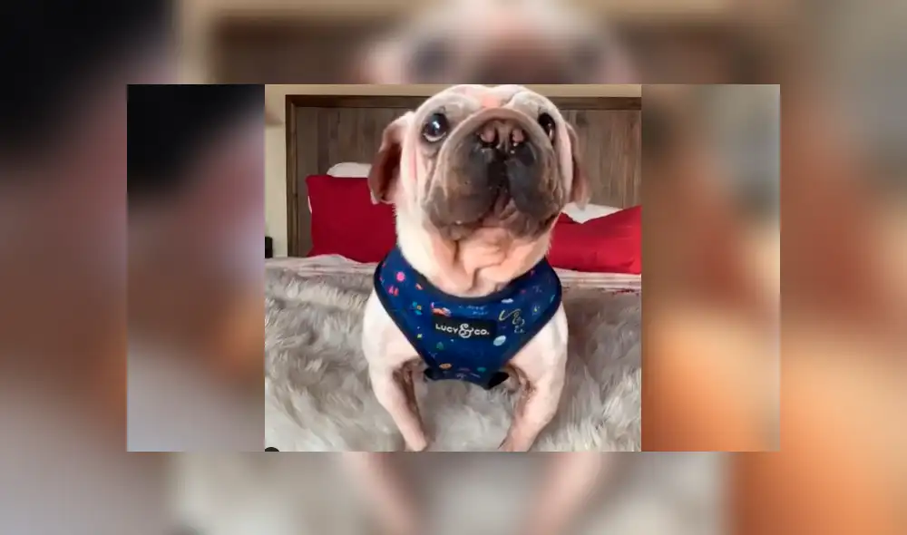 YouTube viral: perro bebé cautiva a fans de Star Wars por su gran parecido con el ‘Baby Yoda’. Foto: morkskywalker