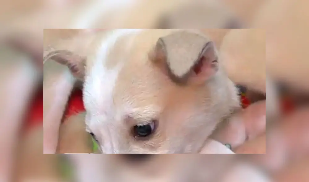 El animal, bautizado Azul precisamente por el color, ya está en proceso de ser adoptado. Foto: difusión El animal, bautizado Azul precisamente por el color, ya está en proceso de ser adoptado. Foto: difusión