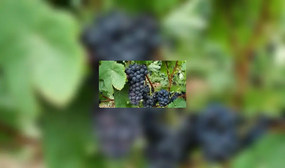 Inicia temporada de envíos de uva peruana Inicia temporada de envíos de uva peruana