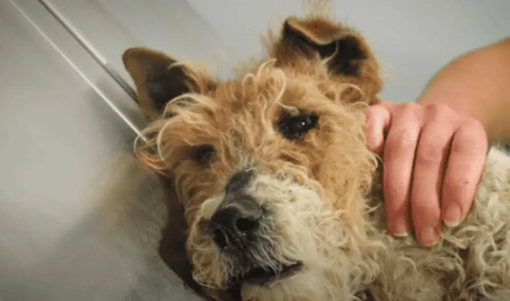 Desliza las imágenes para ver el drástico cambio que experimentó esta perrita callejera tras ser rescatada. Fotocaptura: Víctor Larkhill/YT Desliza las imágenes para ver el drástico cambio que experimentó esta perrita callejera tras ser rescatada. Fotocaptura: Víctor Larkhill/YT