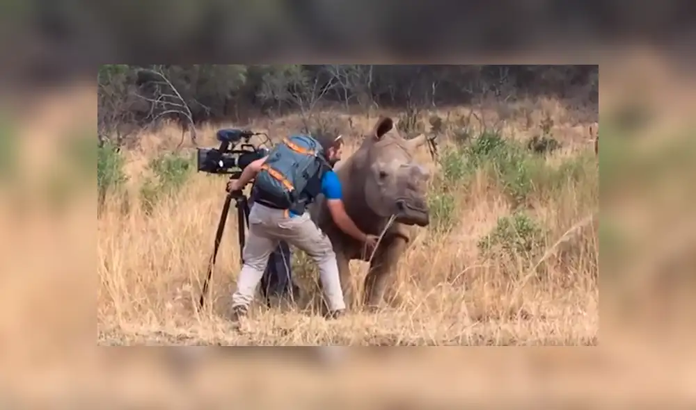 Desliza las imágenes hacia la izquierda para apreciar la sentimental escena protagonizada por un rinoceronte.