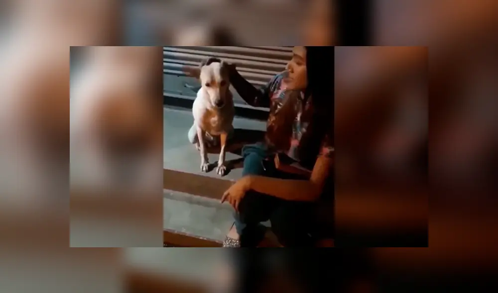 Desliza las imágenes para apreciar el amoroso comportamiento de un perro tras recibir unas caricias.