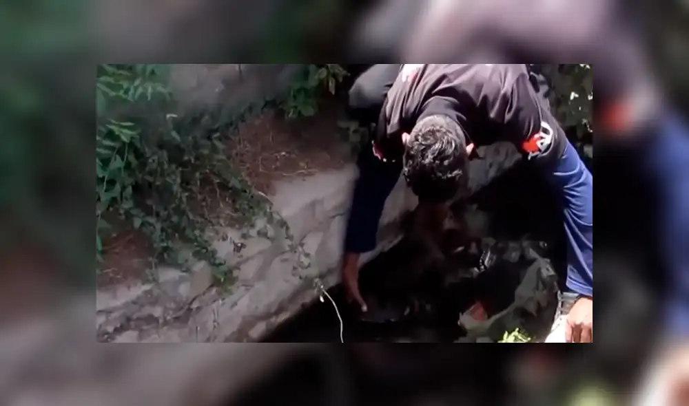 YouTube viral: perrita enferma espera que la muerte se la lleve hasta que un 'ángel' lo cambió todo [VIDEO]