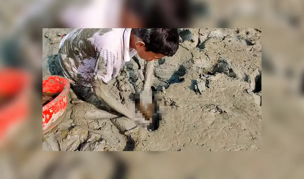 YouTube viral: joven se sumerge en estanque de fango y descubre misteriosa criatura cuyo aspecto sorprende a miles YouTube viral: joven se sumerge en estanque de fango y descubre misteriosa criatura cuyo aspecto sorprende a miles