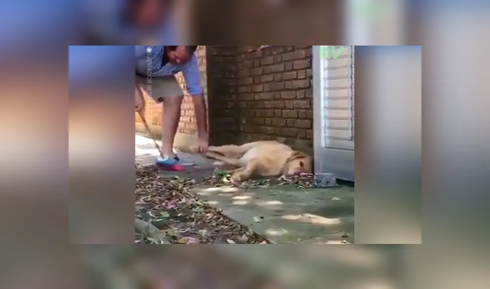 Desliza las fotografías para ver la increíble ‘travesura’ que hizo un perro para impedir que su dueño limpie la casa. Foto: Captura. Desliza las fotografías para ver la increíble ‘travesura’ que hizo un perro para impedir que su dueño limpie la casa. Foto: Captura.