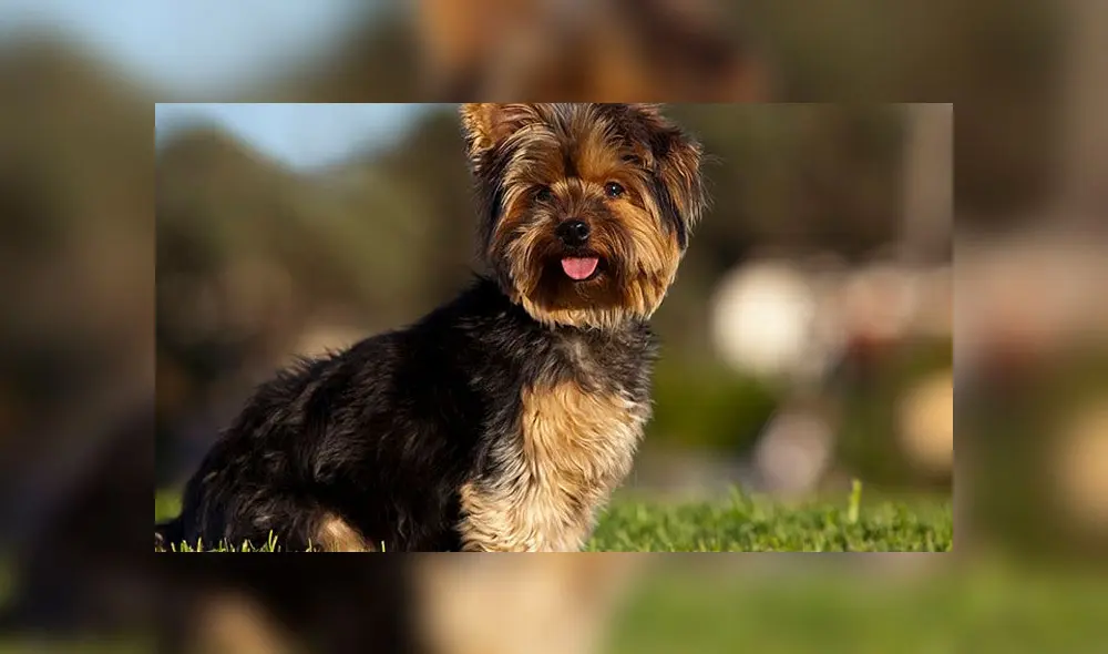 Compró un perro para su hija y se lo envían en avión, pero llegó muerto