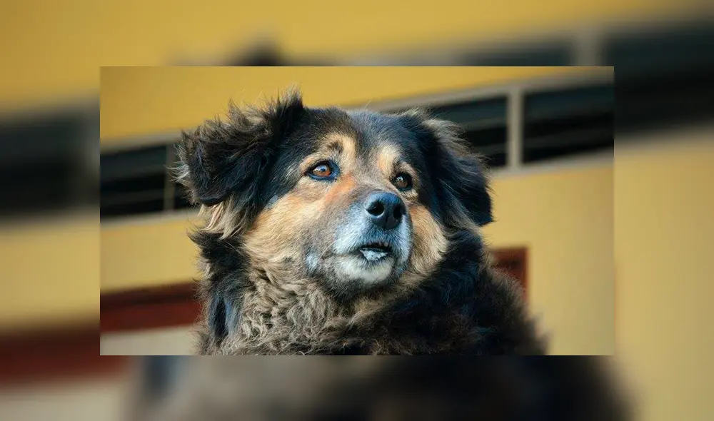Facebook viral: ‘Perrovaca’ retornó a San Marcos con la condición de bajar de peso para mejorar [VIDEO]