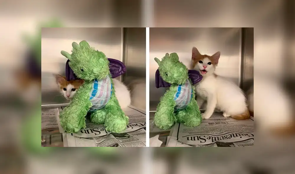 Desliza las imágenes para conocer la conmovedora historia de un gato bebé que visitó al veterinario con su peluche. Foto: Captura. Desliza las imágenes para conocer la conmovedora historia de un gato bebé que visitó al veterinario con su peluche. Foto: Captura.