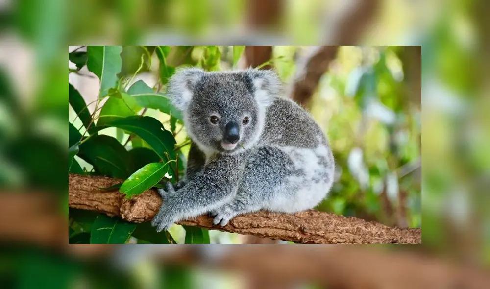 El koala de la isla Canguro es importante para la supervivencia de la especie en general. El koala de la isla Canguro es importante para la supervivencia de la especie en general.