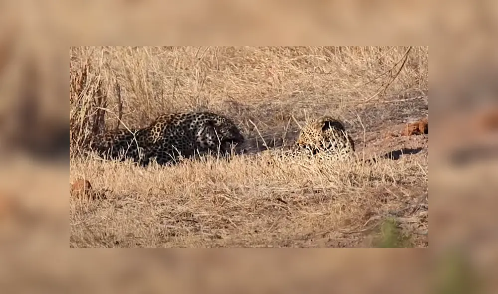 La tasa de supervivencia de los cachorros de leopardo es de un 50%. Foto: Kruger National Park Videos / YouTube La tasa de supervivencia de los cachorros de leopardo es de un 50%. Foto: Kruger National Park Videos / YouTube