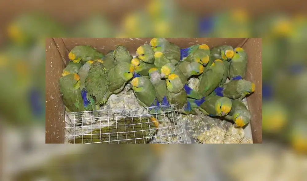 Piden ayuda para curar a pihuichos rescatados de traficantes ilegales. Créditos: Serfor.