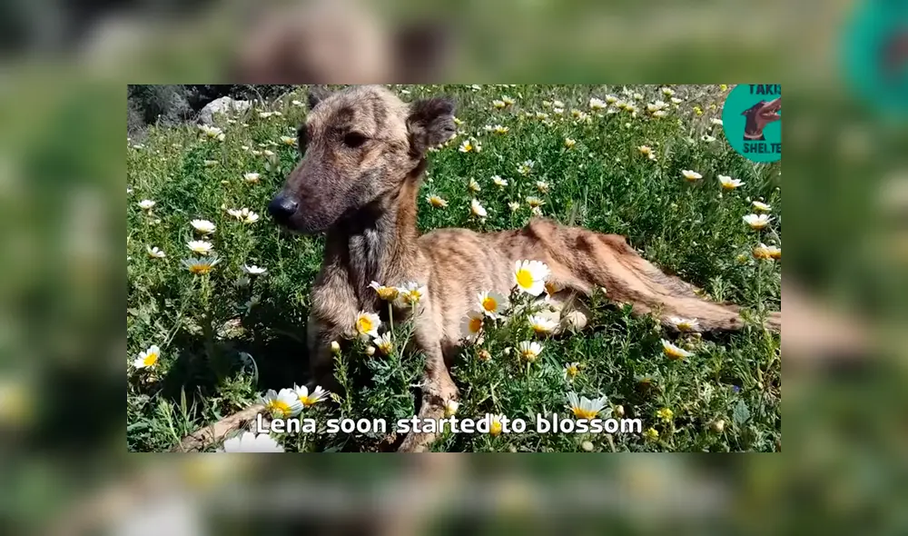 Desliza para ver el nuevo aspecto de este perro callejero que conquistó a YouTube. Foto: Captura. Desliza para ver el nuevo aspecto de este perro callejero que conquistó a YouTube. Foto: Captura.