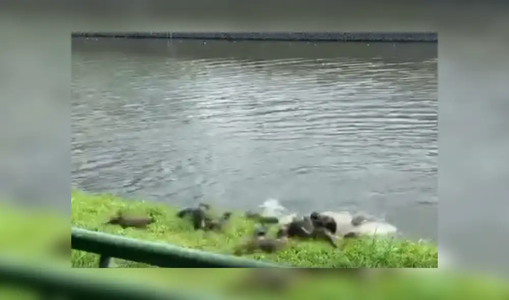 Video es viral en YouTube. Ambos clanes de nutrias protagonizaron una curiosa escena en un canal de Singapur, que, según indicaron medios locales, tiene una singular historia detrás. Video es viral en YouTube. Ambos clanes de nutrias protagonizaron una curiosa escena en un canal de Singapur, que, según indicaron medios locales, tiene una singular historia detrás.