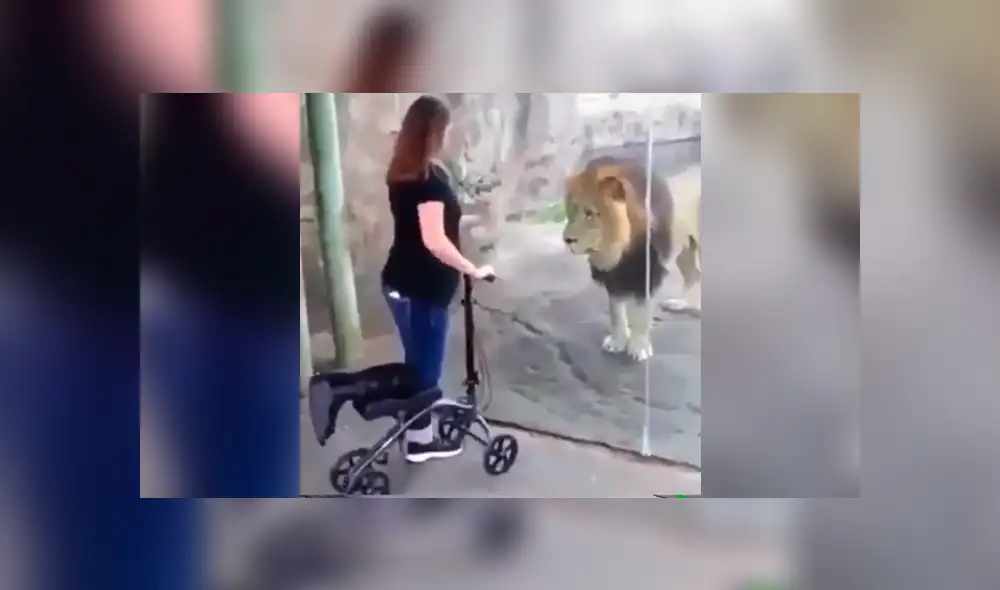 Facebook: fiero león ve a mujer embarazada y su reacción asombra VIDEO]