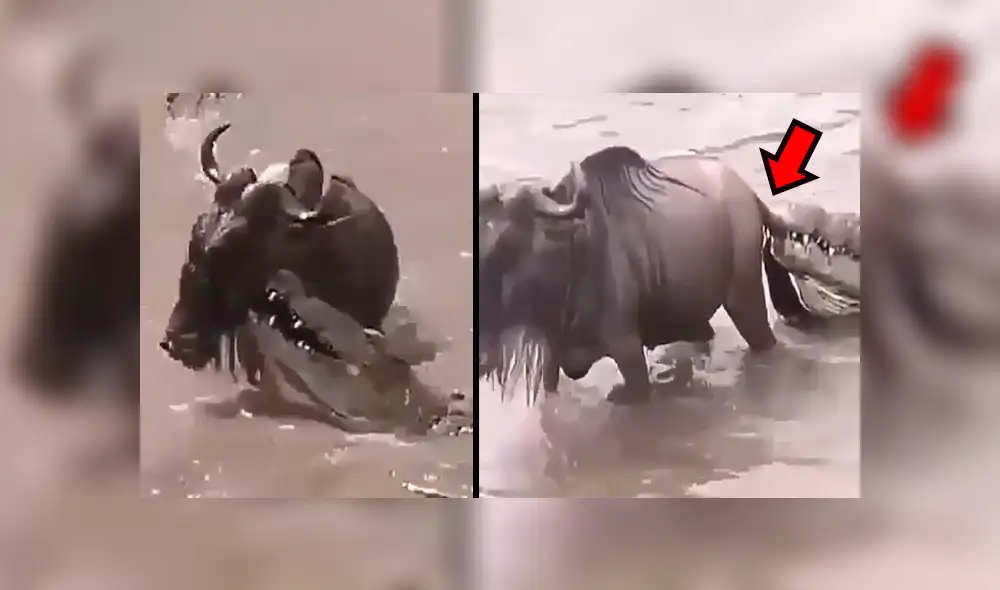 YouTube viral: Hambriento cocodrilo mordisquea a ñu por la cola, lo suelta y deja lesionado [VIDEO] 