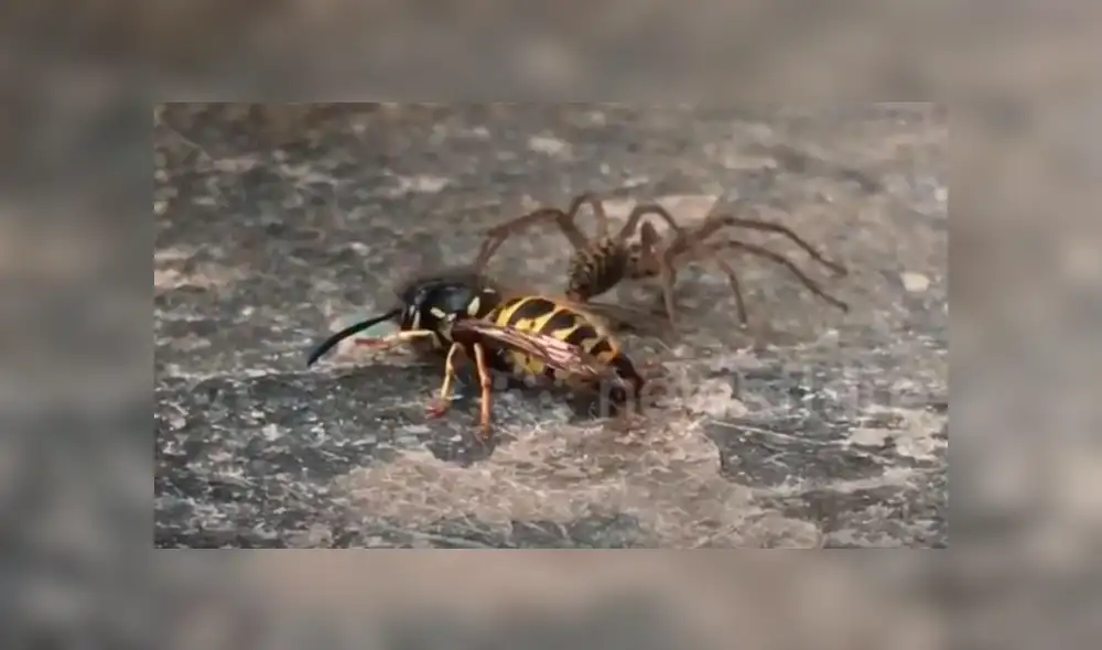 Un joven grabó el momento en que una avista defendió a su compañera del brutal ataque de una araña. Un joven grabó el momento en que una avista defendió a su compañera del brutal ataque de una araña.