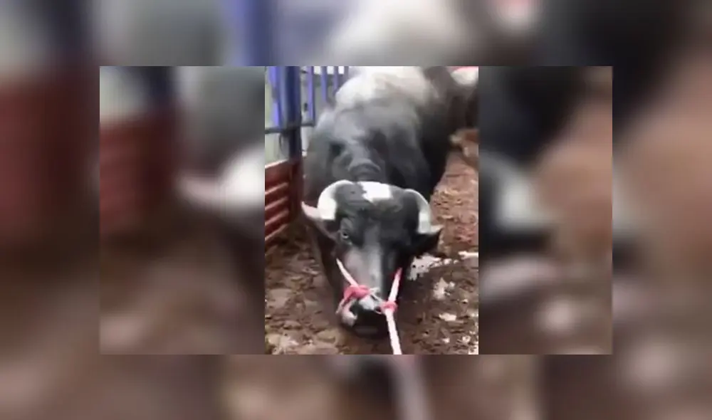 Desliza para enterarte de la historia de esta vaca preñada que se rehusaba a ir al matadero. Foto: Captura.