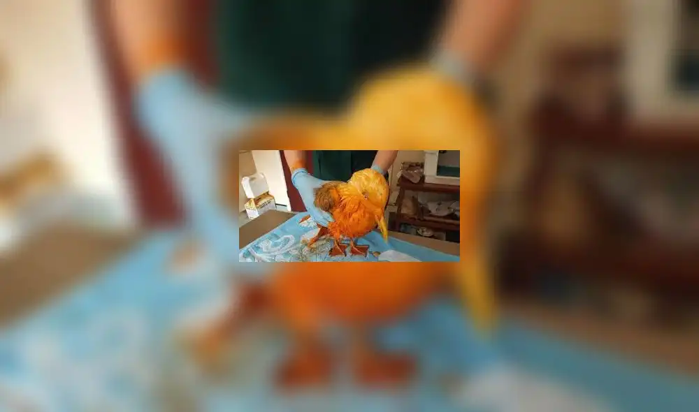 Reino Unido: Valiosa ave exótica resulta ser gaviota bañada en curry Reino Unido: Valiosa ave exótica resulta ser gaviota bañada en curry